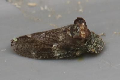 <i>Ledra aurita</i>