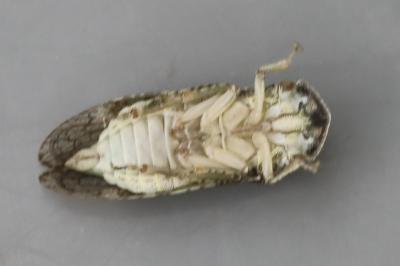 <i>Ledra aurita</i>