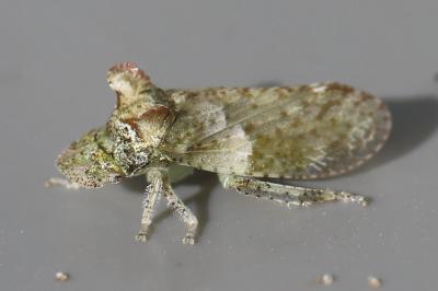 <i>Ledra aurita</i>