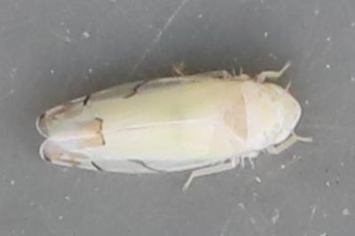 <i>Eurhadina</i>