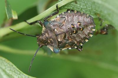 <i>Pentatoma rufipes</i>