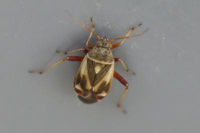 <i>Polymerus unifasciatus</i>
