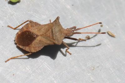 <i>Coreus marginatus</i>