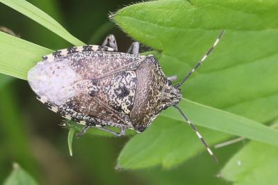 <i>Rhaphigaster nebulosa</i>