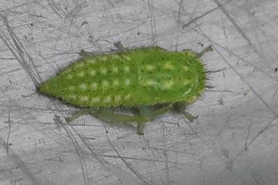 <i>Iassus scutellaris</i>
