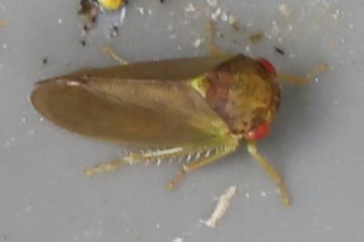 <i>Iassus lanio</i>