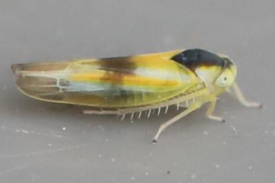 <i>Alebra</i>