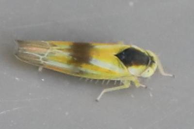 <i>Alebra</i>