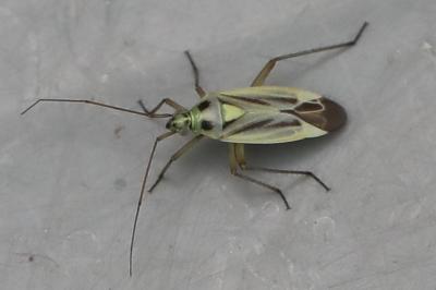 <i>Stenotus binotatus</i>