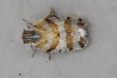 <i>Tachycixius venustulus</i>