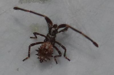 <i>Coreus marginatus</i>