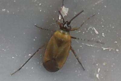 <i>Plagiognathus arbustorum</i>