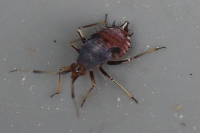 <i>Deraeocoris ruber</i>