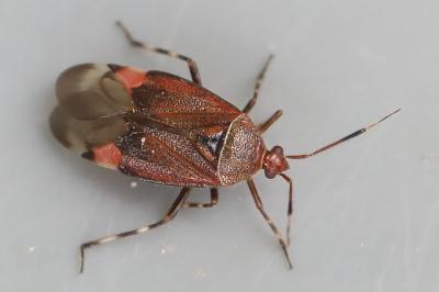 <i>Deraeocoris olivaceus</i>