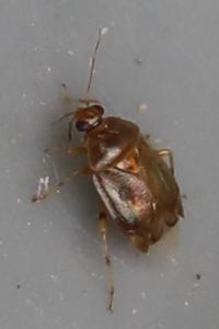 <i>Deraeocoris lutescens</i>