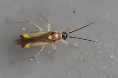 <i>Campyloneura virgula</i>