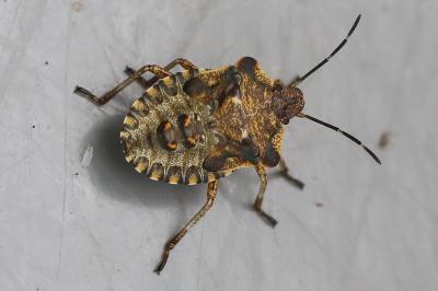 <i>Pentatoma rufipes</i>