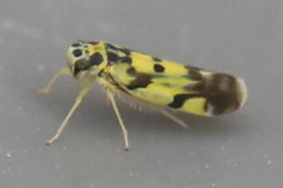 <i>Eupteryx</i>
