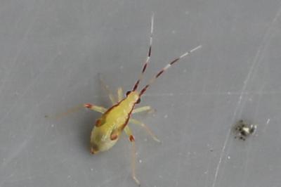 <i>Campyloneura virgula</i>