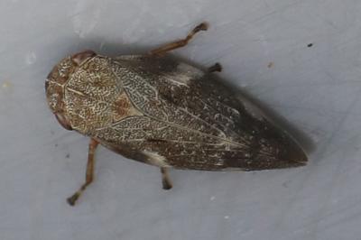 <i>Aphrophora alni</i>