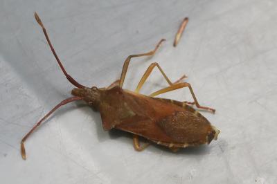 <i>Gonocerus acuteangulatus</i>