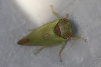 <i>Iassus lanio</i>
