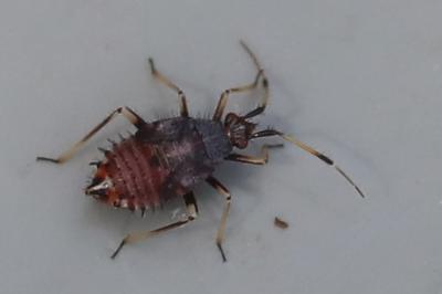 <i>Deraeocoris ruber</i>