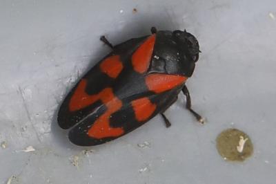 <i>Cercopis vulnerata</i>