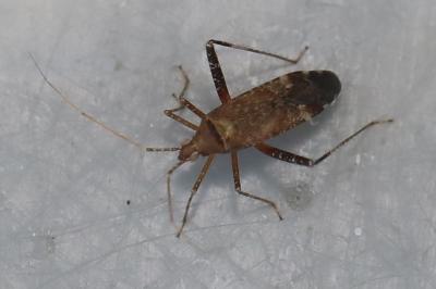 <i>Phytocoris</i>