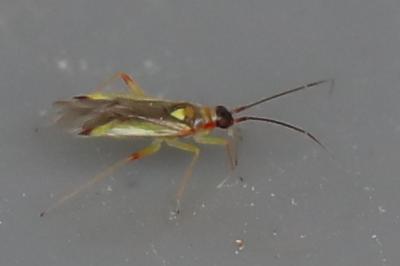 <i>Campyloneura virgula</i>