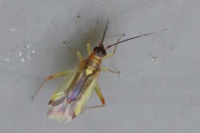 <i>Campyloneura virgula</i>