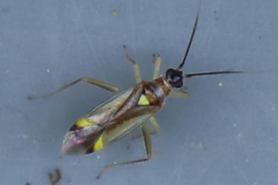 <i>Campyloneura virgula</i>