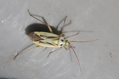 <i>Stenotus binotatus</i>