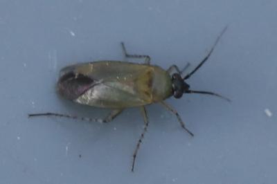 <i>Plagiognathus arbustorum</i>