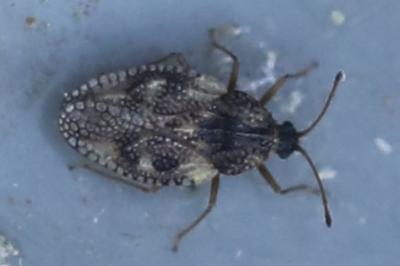<i>Dictyla humuli</i>