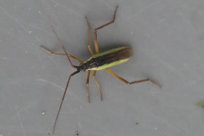 <i>Notostira</i>