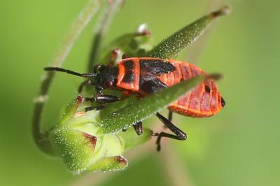 <i>Pyrrhocoris apterus</i>
