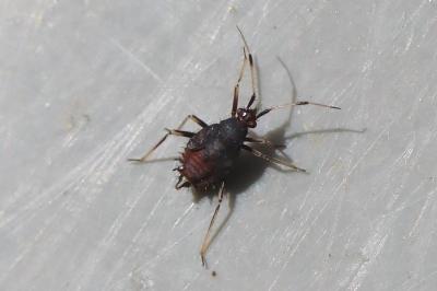 <i>Deraeocoris ruber</i>