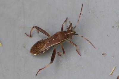 <i>Camptopus lateralis</i>