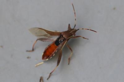 <i>Camptopus lateralis</i>