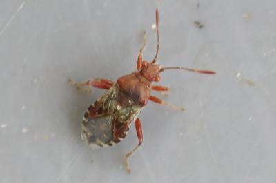 <i>Rhopalus subrufus</i>