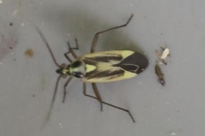 <i>Stenotus binotatus</i>