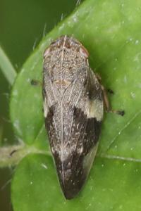 <i>Aphrophora alni</i>