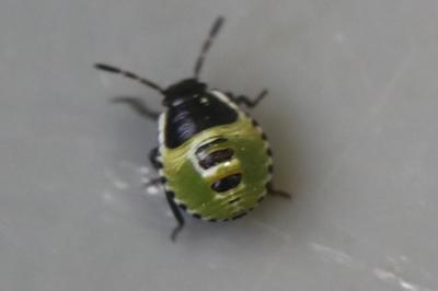 <i>Palomena prasina</i>