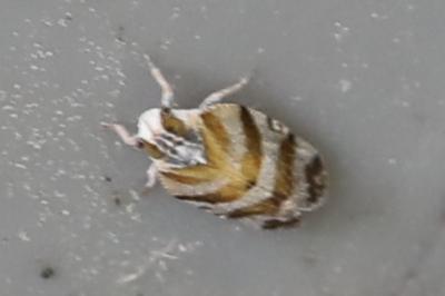 <i>Tachycixius venustulus</i>