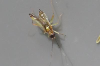 <i>Campyloneura virgula</i>
