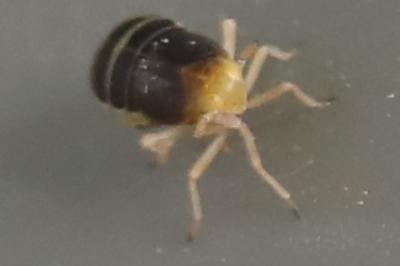 <i>Ditropis pteridis</i>
