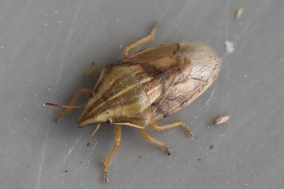<i>Aelia acuminata</i>