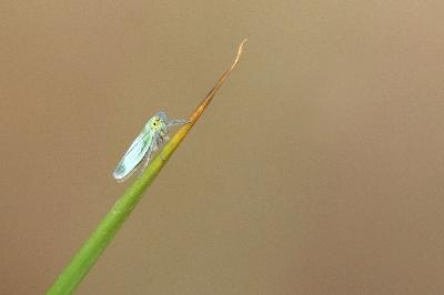 <i>Cicadella viridis</i>