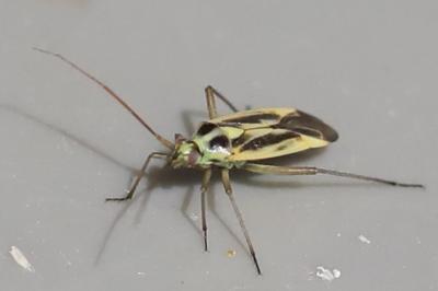 <i>Stenotus binotatus</i>